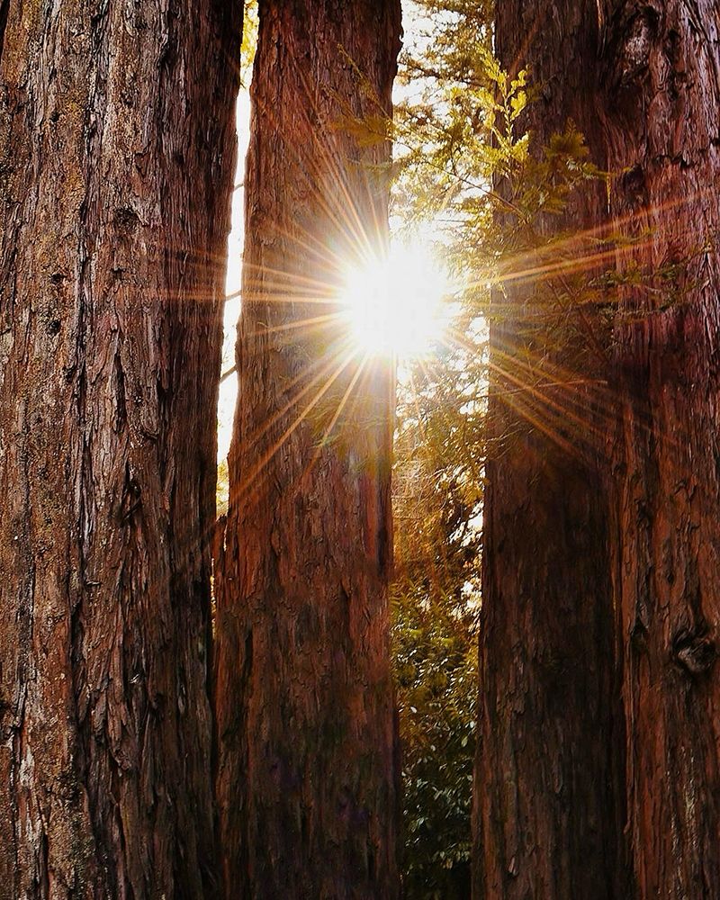 Redwood Forest art print by Del Mundo Imagery for $57.95 CAD