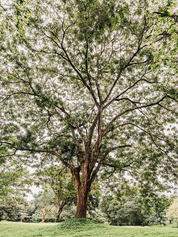 Big tree #3 art print by Photolovers for $57.95 CAD