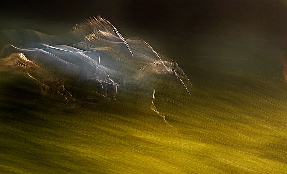 Gallop with wind art print by Milan Malovrh for $57.95 CAD