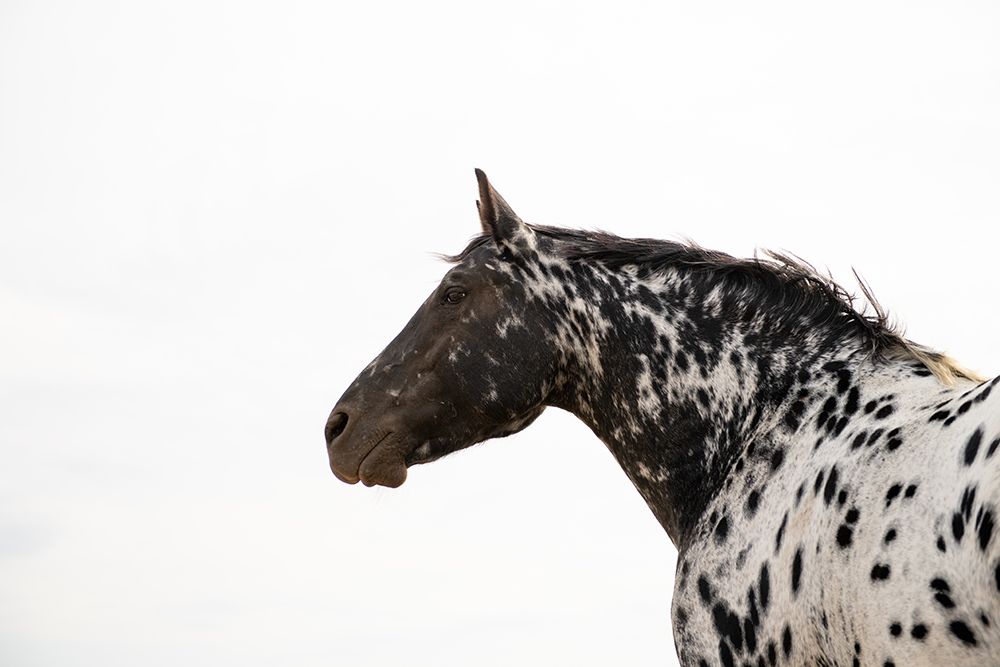 Andromeda 4 art print by Crystal Lynn Collins for $57.95 CAD