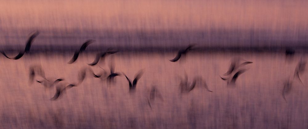 Flight art print by Rasmus Abildgren for $57.95 CAD