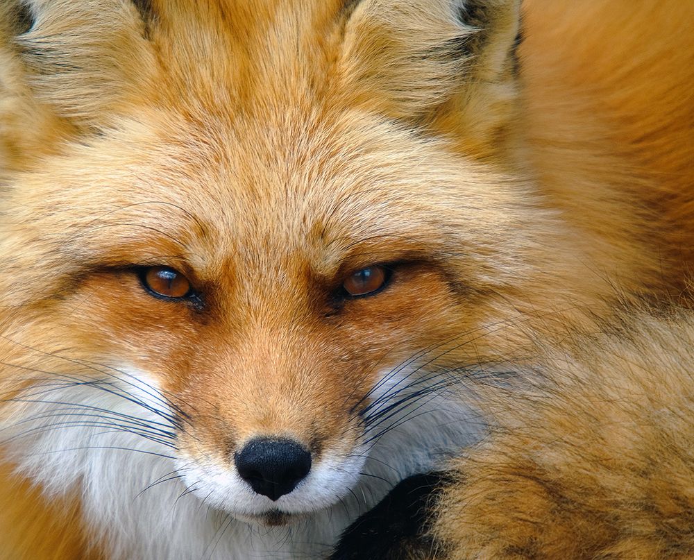 Foxy Lady art print by Alain Turgeon for $57.95 CAD
