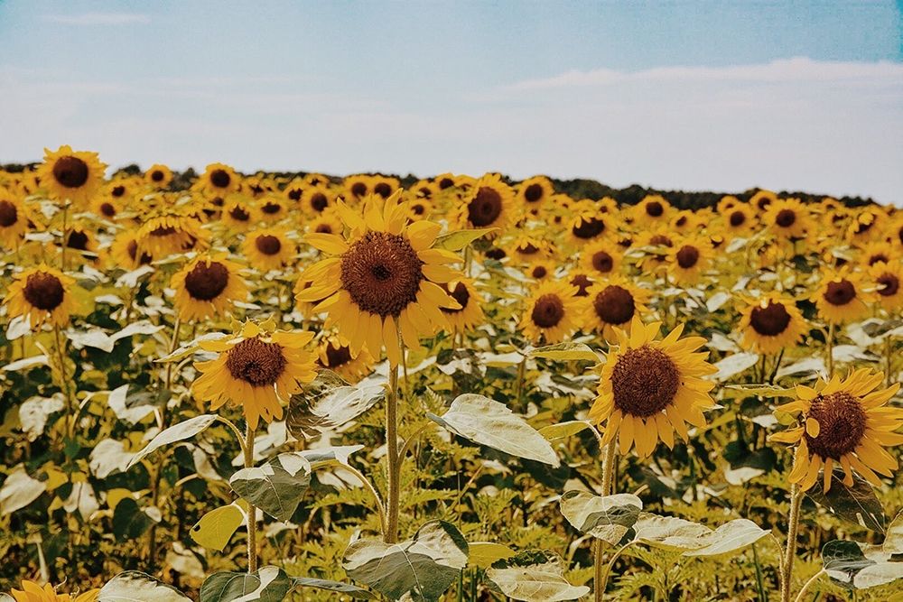 Bright Blue Sky Captures The Essence Of Summer art print by Del Mundo Imagery for $57.95 CAD