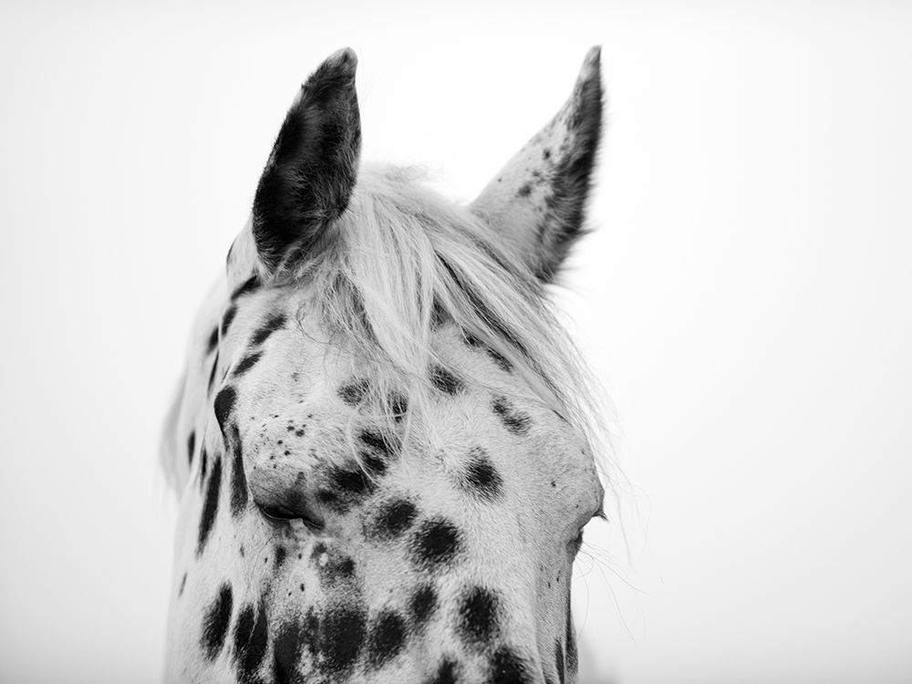 Orion 2 art print by Crystal Lynn Collins for $57.95 CAD