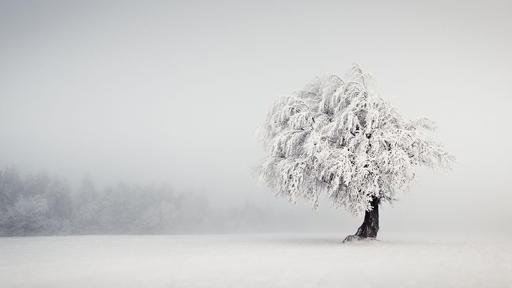 Silence art print by Andreas Wonisch for $57.95 CAD