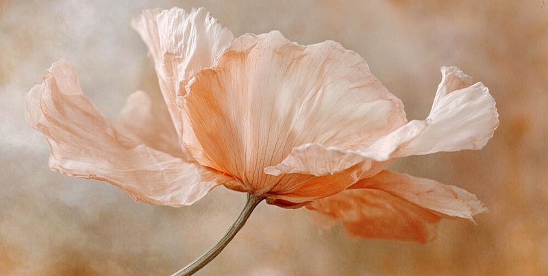 Whispering Blossom art print by Treechild for $57.95 CAD