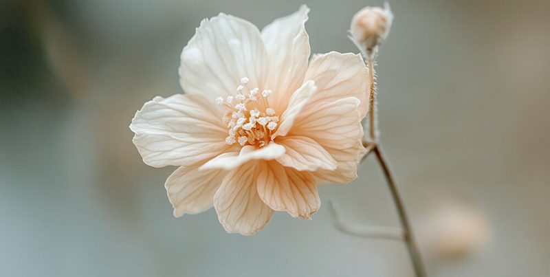 Petal Serenity art print by Treechild for $57.95 CAD