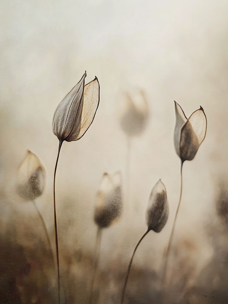 Whispers of Nature art print by Treechild for $57.95 CAD