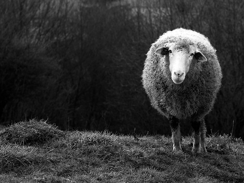 Wondering Sheep art print by Ajven for $57.95 CAD