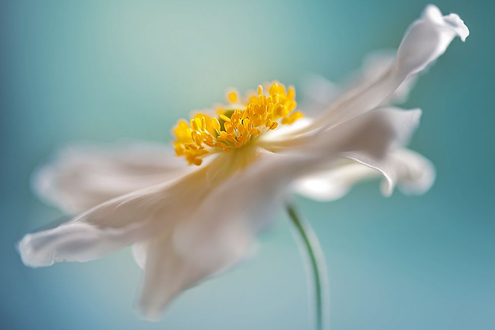 Autumn Reverie art print by Jacky Parker for $57.95 CAD