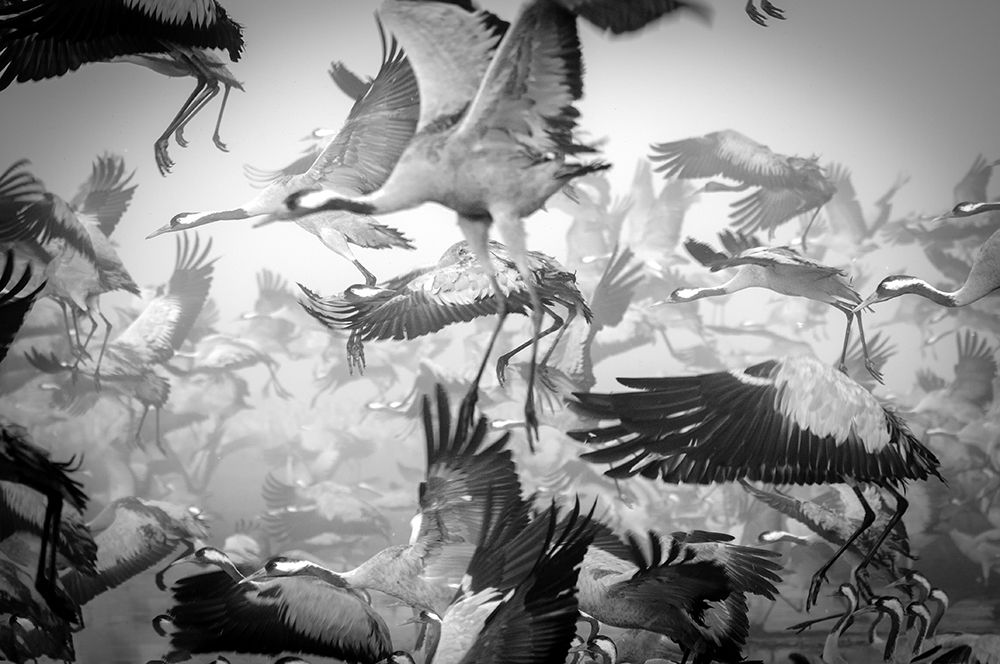 Chaos art print by Ido Meirovich for $57.95 CAD