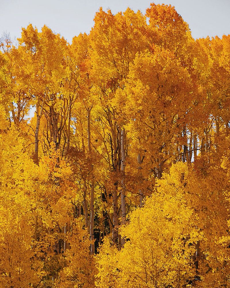 Groves of Gold art print by Del Mundo Imagery for $57.95 CAD