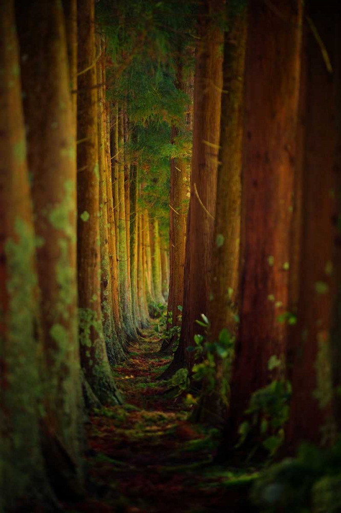 Forest by Rui Caria