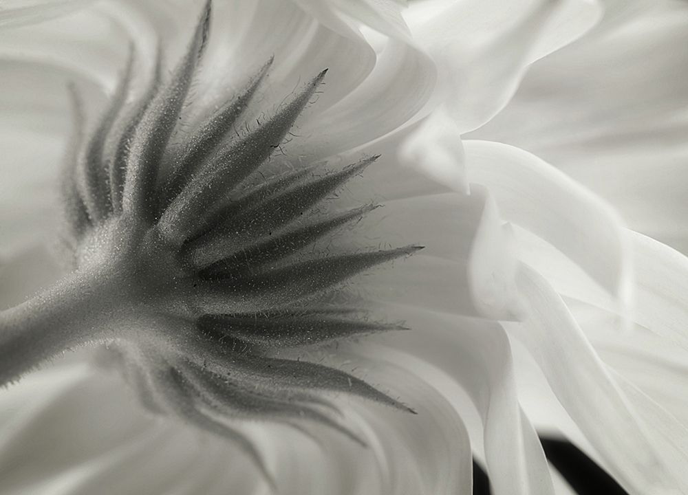 Calendula art print by Lotte Gronkjar for $57.95 CAD