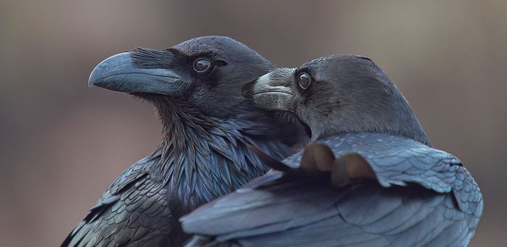 Hermanos  Corax art print by J.Del Alar for $57.95 CAD