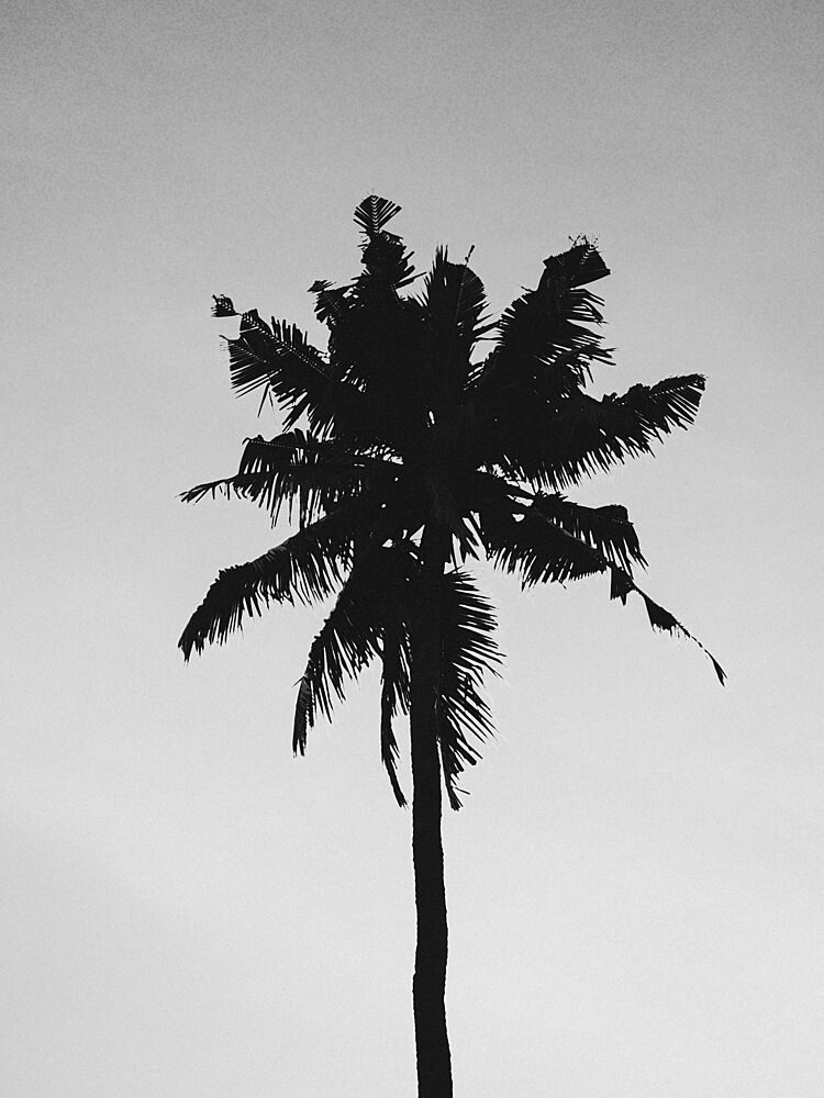 Lone Palm Silhouette art print by Treechild for $57.95 CAD
