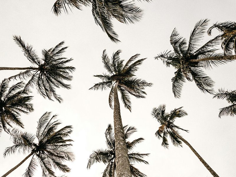 Palm Skyview art print by Treechild for $57.95 CAD