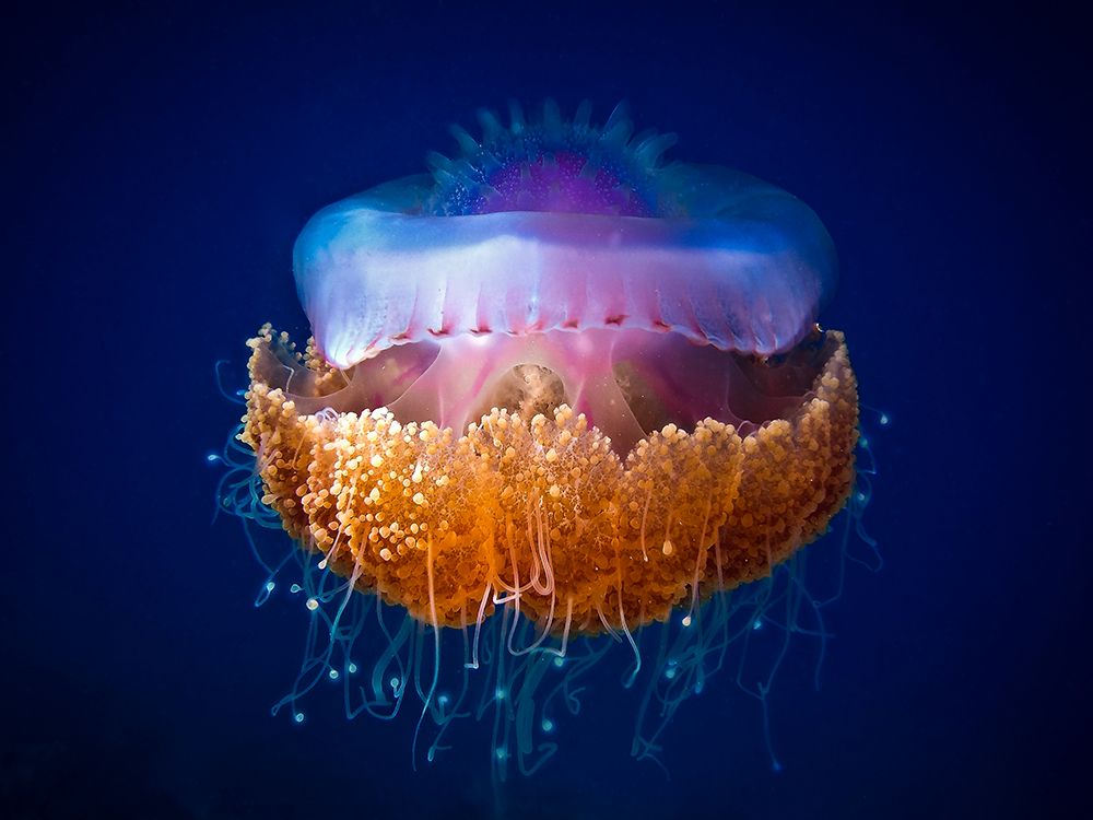 Fried Egg Jellyfish art print by LuckyGuy for $57.95 CAD