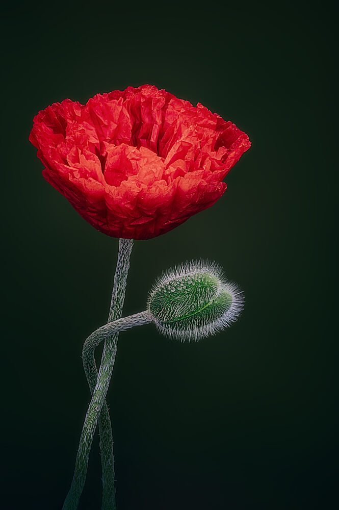 Red Poppy and Bud art print by Ben.C.L for $57.95 CAD