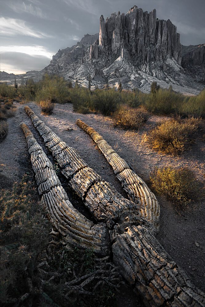 Ancient Saguaro Desertscape art print by Guanhua Yao for $57.95 CAD