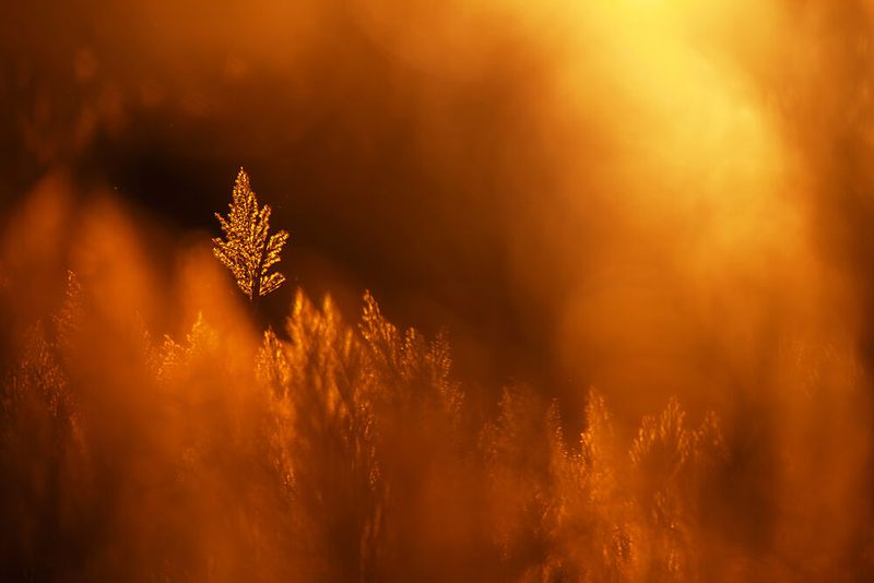 Golden Leaf Glow art print by Serge for $57.95 CAD