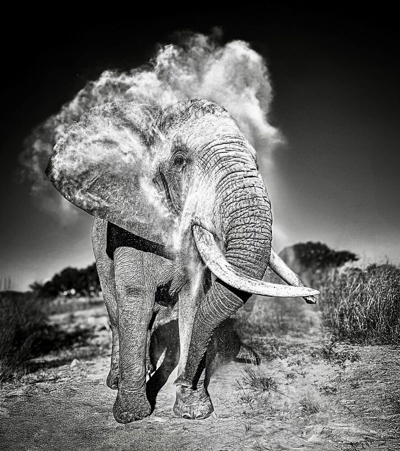 African Elephant Dust Cloud art print by Sophie B for $57.95 CAD