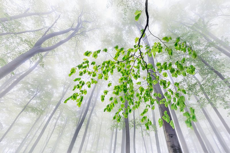 Green Leaves in Mist art print by Tom Pavlasek for $57.95 CAD