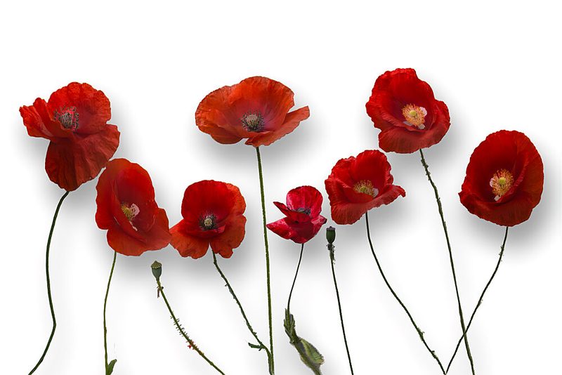 Vibrant Red Poppies art print by DonnaHom Apa for $57.95 CAD