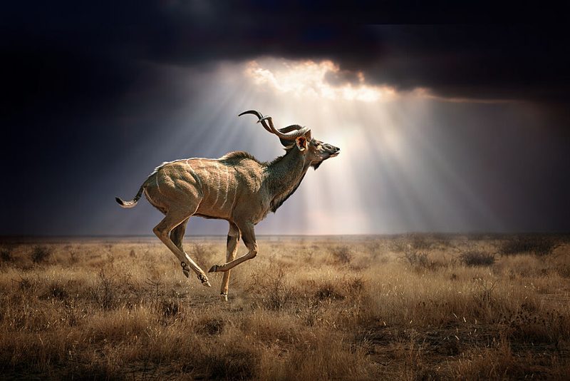 Majestic Kudu Gallop art print by Marcel Egger for $57.95 CAD