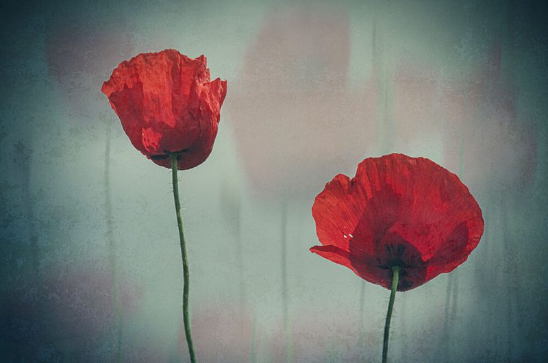 Soft Red Poppies art print by Desislava Ignatova for $57.95 CAD
