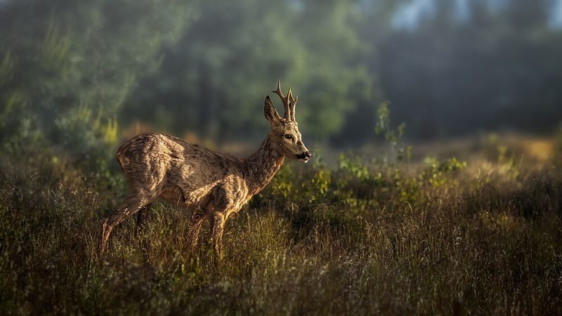 Roe Deer Golden Light art print by Gert J ter Horst for $57.95 CAD