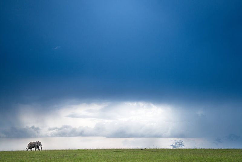 Lone Elephant Stormy Sky art print by Abhisek Bagaria for $57.95 CAD