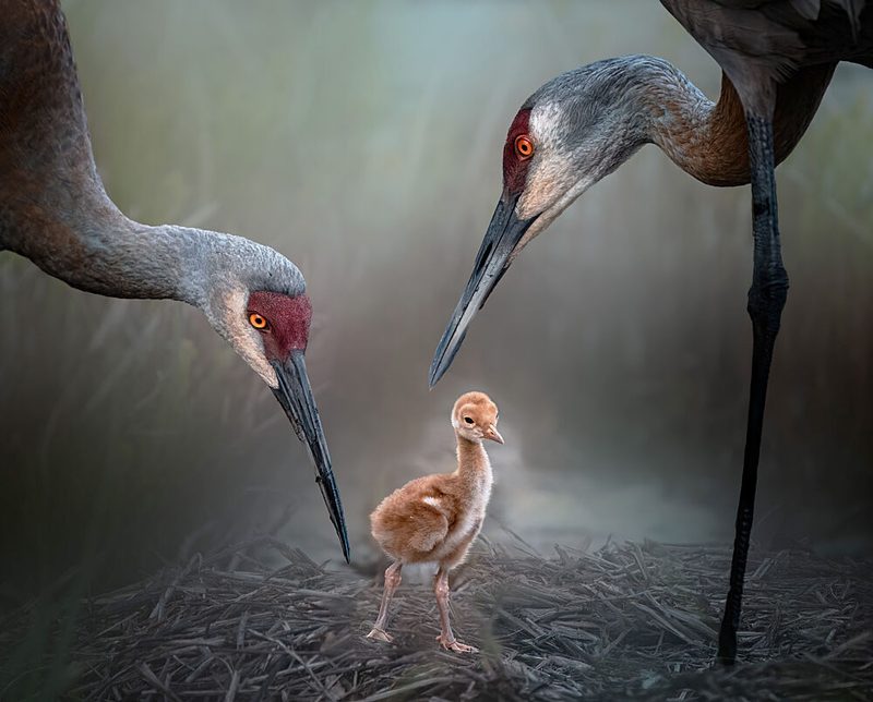 Sandhill Crane Family art print by Yuan Su for $57.95 CAD