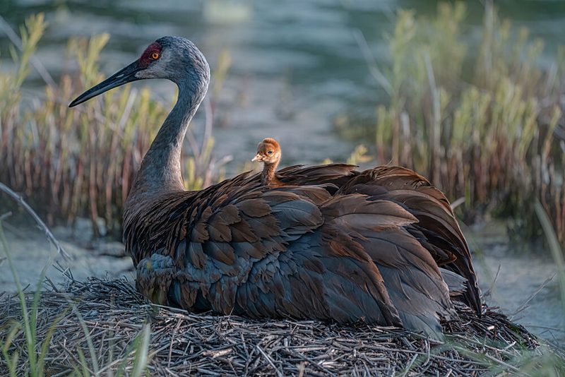 Sandhill Crane Chick on Back art print by Yuan Su for $57.95 CAD