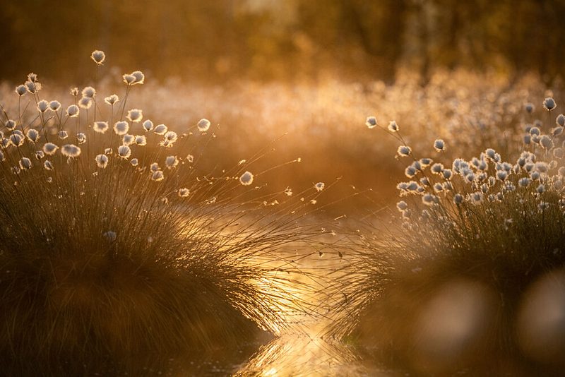 Golden Cotton Grass Glow art print by Ulrike Eisenmann for $57.95 CAD
