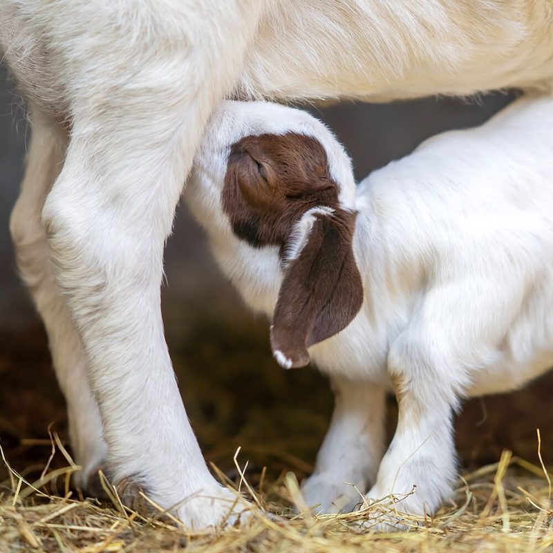 Nursing Baby Goat art print by Gert van den Bosch for $57.95 CAD