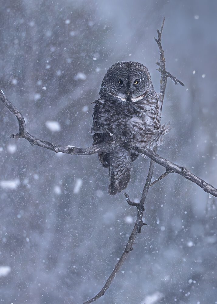 Gray Owl Winter Snow art print by Victor Wang for $57.95 CAD