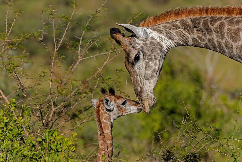 Mother Baby Giraffe Affection art print by Alessandro Catta for $57.95 CAD