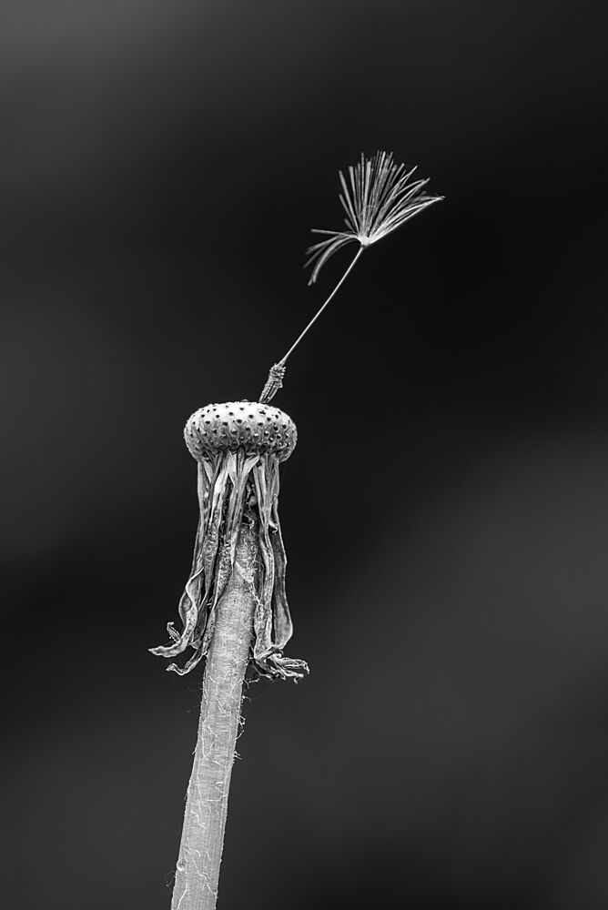 Last Dandelion Seed art print by Andy Dauer for $57.95 CAD