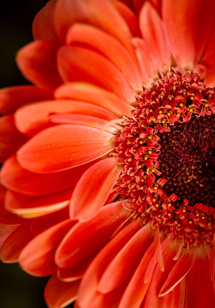 Vibrant Orange Flower art print by Mahmoud Mekkey for $57.95 CAD