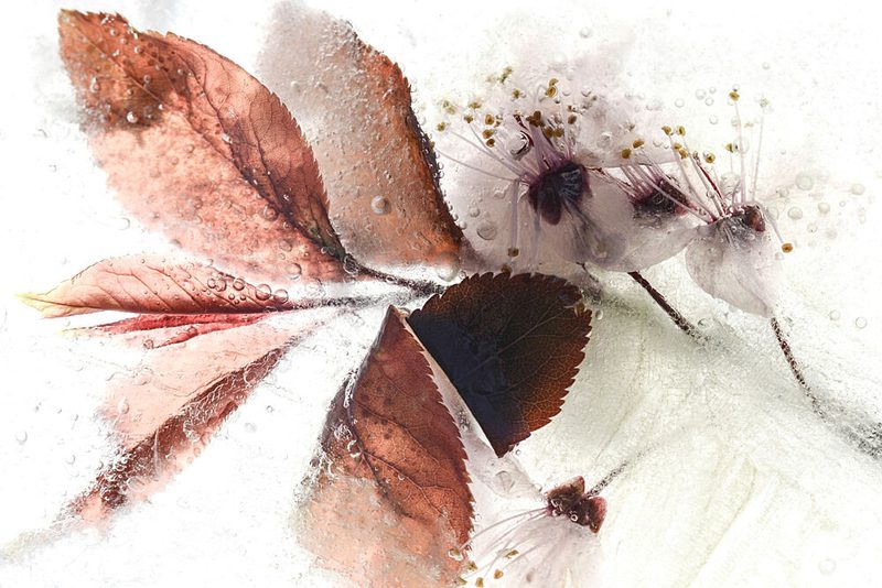 Frozen Leaves and Flowers art print by Nanda Bussers for $57.95 CAD