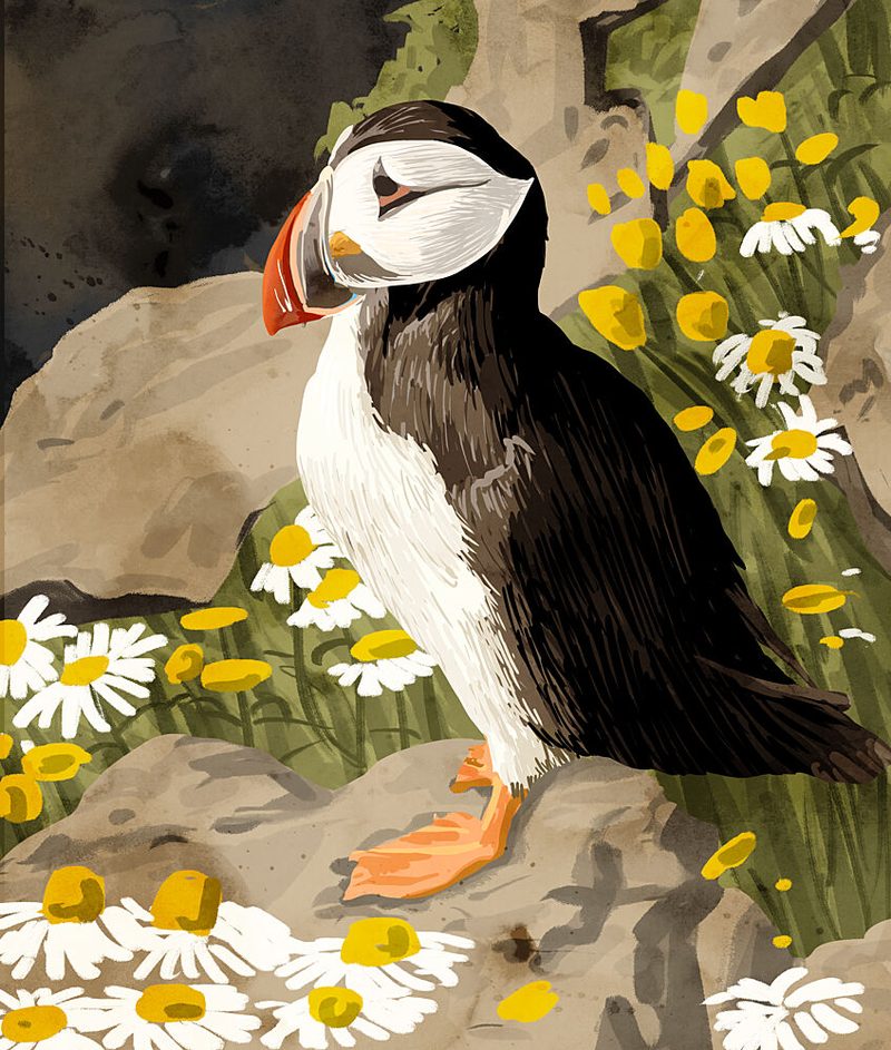 Peaceful Puffin art print by Uma Gokhale for $57.95 CAD