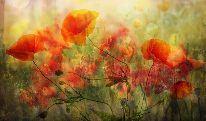 Dreamy Poppy Field art print by Hilda van der Lee for $57.95 CAD
