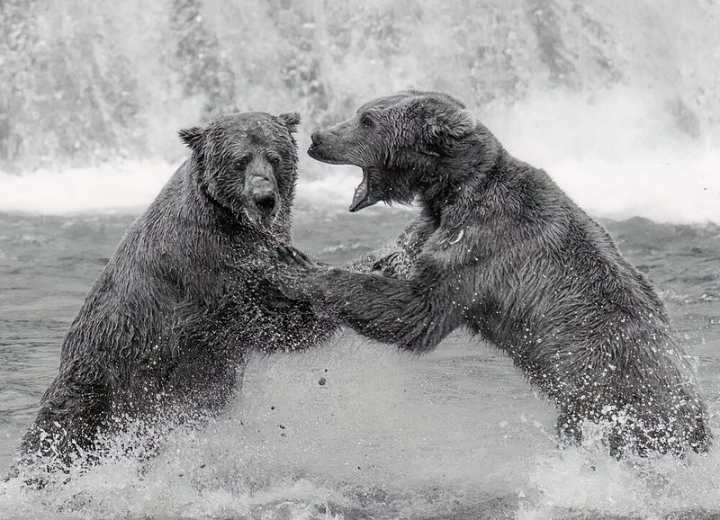 Grizzly Bears Clash art print by Yanny Liu for $57.95 CAD