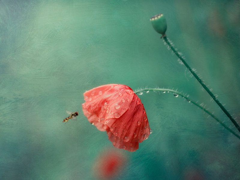 Poppy Flower and Hoverfly art print by Cristiano Giani for $57.95 CAD