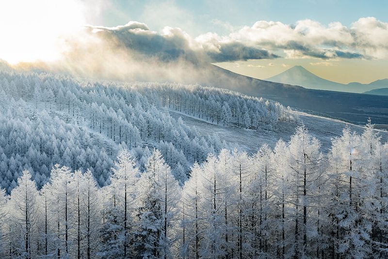 Fuji Winter Forest Sunbeams art print by Tani for $57.95 CAD