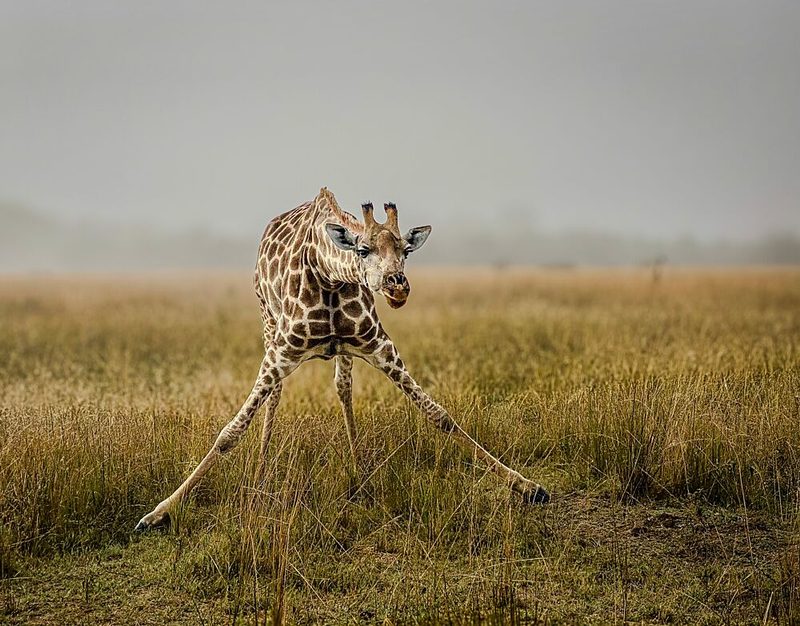 Awkward Giraffe Stretch art print by Sophie B for $57.95 CAD
