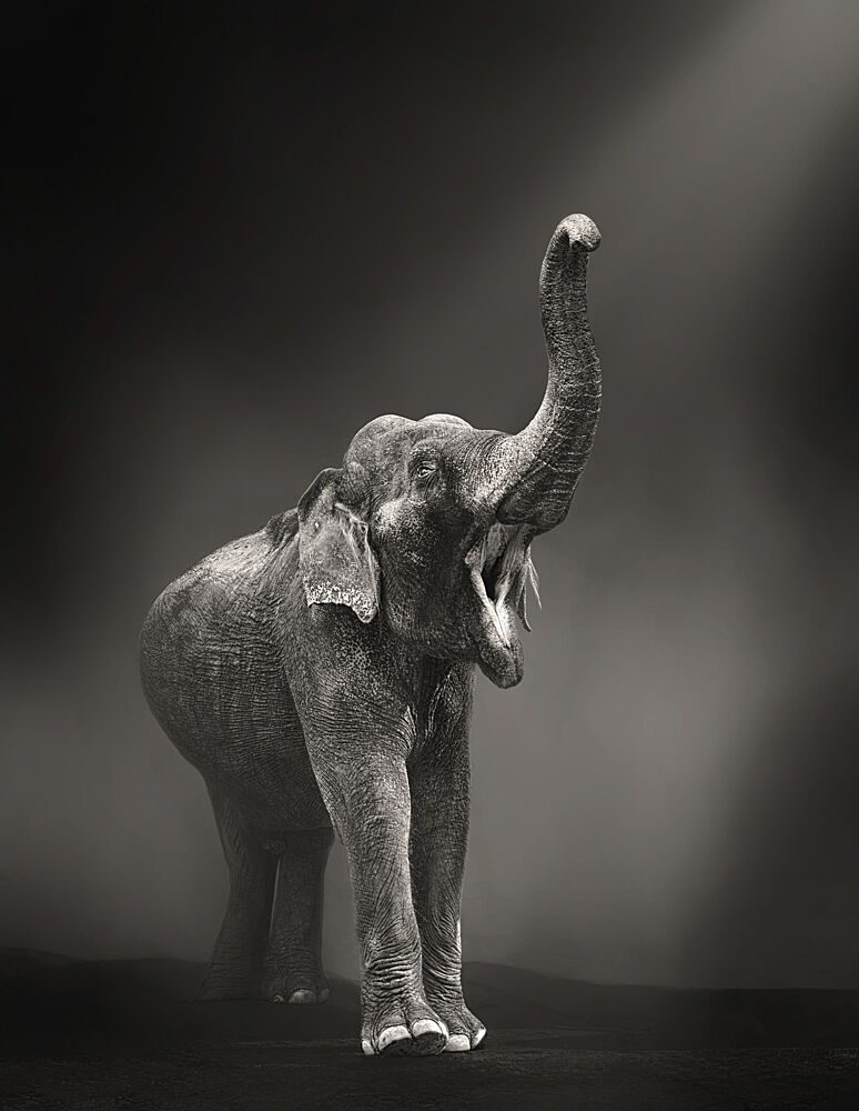 Powerful Elephant Call art print by Samanta Krivec for $57.95 CAD