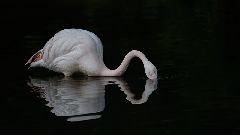 Pink Flamingo Reflection art print by Unknown for $57.95 CAD