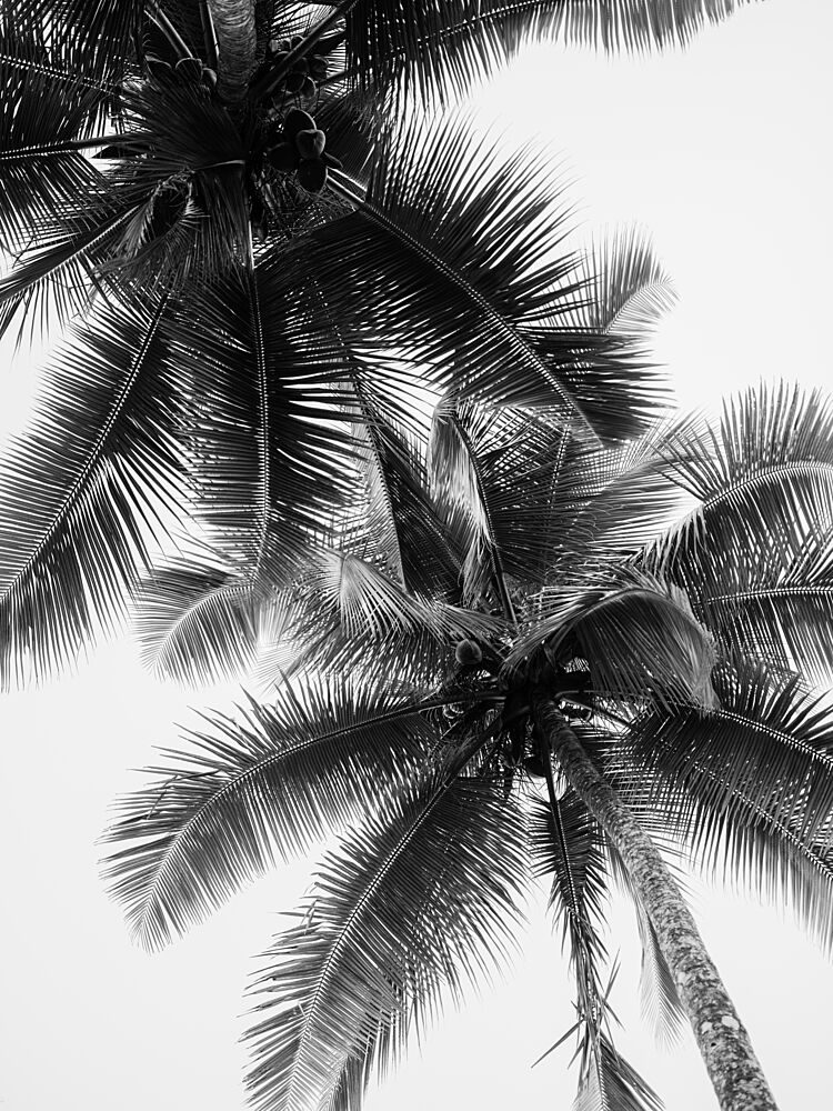 Palm Skies art print by Raisa Zwart for $57.95 CAD